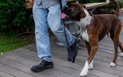 LA CONDUZIONE E IL CONTROLLO DEL CANE: Un Atto d’Amore e Responsabilità, Affermato dalla Legge