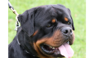 Il ROTTWEILER: Forza e Sensibilità