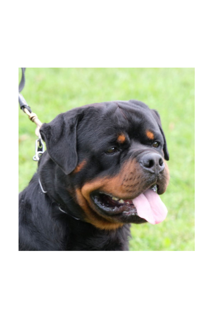 Il ROTTWEILER: Forza e Sensibilità