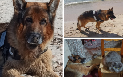 TOBIA: un cane forte e molto impegnativo, ha dovuto imparare a gestire le sue doti.