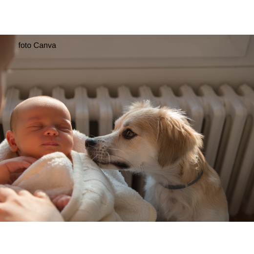 ARRIVA UN BEBE’: CHE FARO’ CON FIDO?