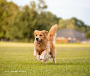 GOLDEN RETRIEVER (1)