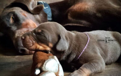 IL DOBERMANN: eleganza, intelligenza e sensibilità